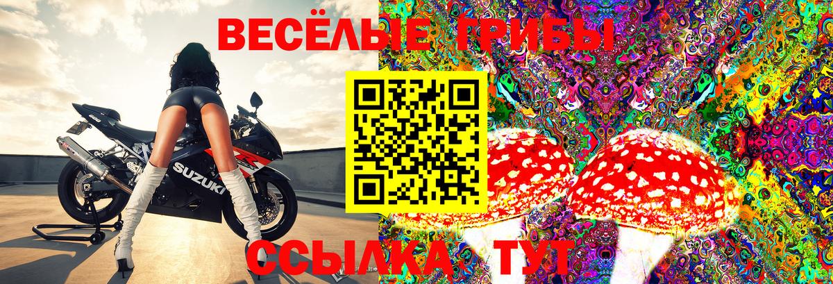 Псилоцибиновые грибы Psilocybe Рубцовск